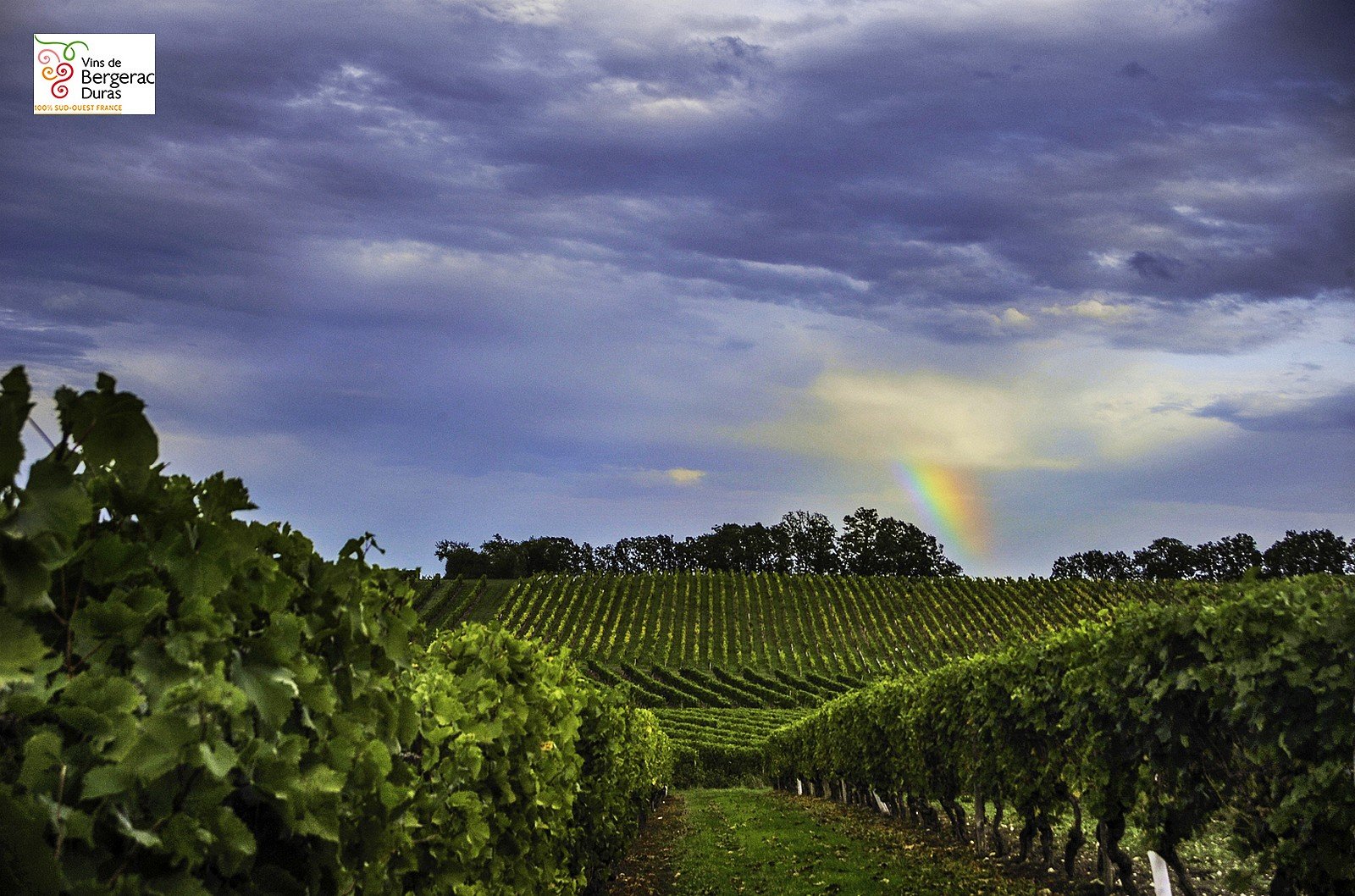 Vignobles des Côtes de Duras - route des vins Lot-et-Garonne et Dordogne